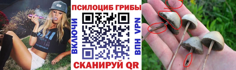 где продают   Грязи  Псилоцибиновые грибы Psilocybe 